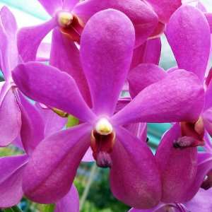 A37 Orchid Plant Aranda Noorah Alsagoff Grocery & Gourmet Food