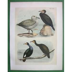 AMERICAN BIRDS 1. Black footed Albatros, 2. Brandts Cormorant, 3 