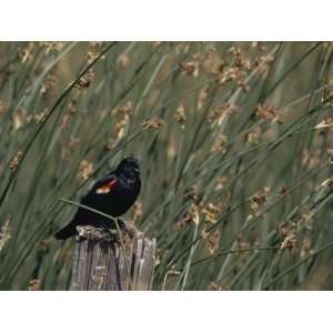  A Red Winged Blackbird Sits on a Post Amid Tall Grasses 