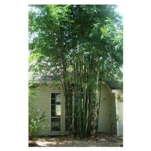  MOSO BAMBOO PHYLLOSTACHYS PUBESCENS 25 + Seeds Patio 