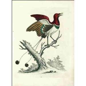  Reprint Bird of Paradise 1802
