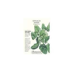  Botanical Interest   Spinach Lavewa Patio, Lawn & Garden