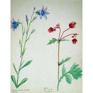   Flowers 1929 Rhomboidalis Avens Colour 
