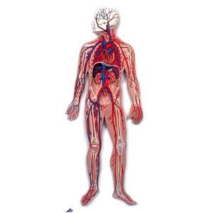    Circulatory System Mounted 3D Model#AW G30 