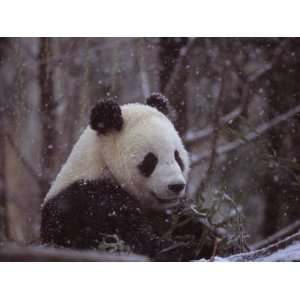  National Zoo Panda Eats Bamboo During a Winter in the Snow 