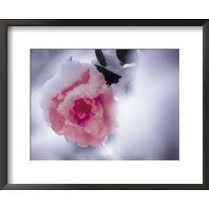  Camelia Sasaanqua Flower in Snow, Japan Collections Framed 