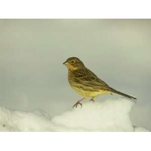  Yellowhammer, Emberiza Citrinella Female Perched in Snow 