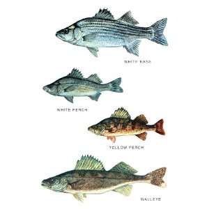   , Fishing, White Bass, White & Yellow Perch, Walleye 