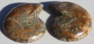 Split Hand Polished Desmoceras latidorsatum AMMONITE Fossil Calcite 