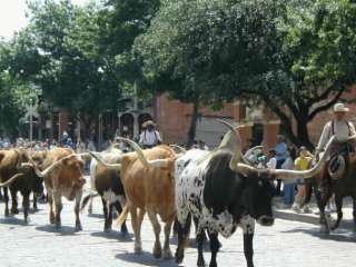 FORT WORTH STOCKYARD PARADE EVERY DAY AT 1130 AM & 4 PM