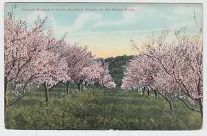   Yukon Pacific Exposition 1909 Postcard Almond Orchard No 1652  