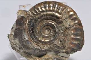  1789 age toarcian jurassic aveyron france ammonite dimensions 60 x 43