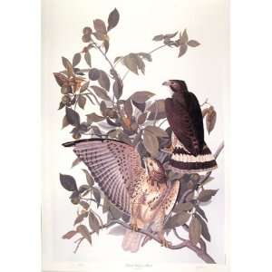  Broad Winged Hawk by M. Bernard Loates