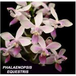 Phalaenopsis equestris 928S Grocery & Gourmet Food