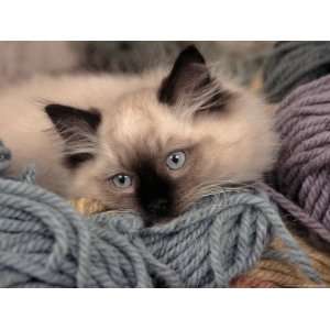  Ragdoll Kitten Playing with Colored Yarn Photographic 
