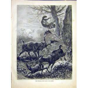  Deer Fawn Wild Cat Protect Fight Animal Nature 1882