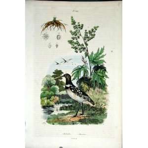    1839 H/C Natural History *642 Botanical & Birds