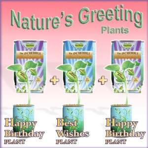 Magic Bean Greeting Plant Trio Pack 2 Happy birthday and 1Best Wishes 