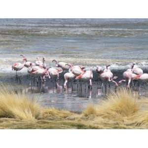  Flamingoes in Small Salt Lake Near Laguna Colorado 