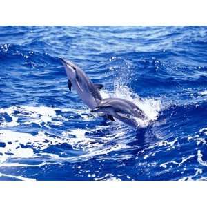  Leaping Clymene Dolphins, Gulf of Mexico, Atlantic Ocean 