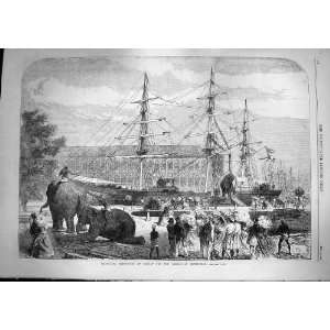    1868 Embarking Elephants Bombay Ships Abyssinia