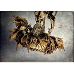  Wilted #7, Limited Edition Photograph, Home Decor 