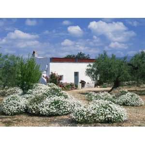  Summer Flowers in Front of a White Walled Spanish Villa in 