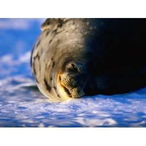 Male Weddell Seal Rolling on Ice, Weddell Sea, Antarctica Photographic 