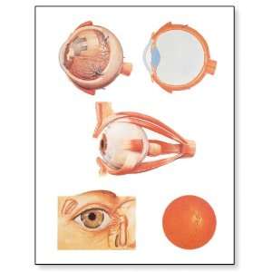 3B Scientific V2011U The Eye I Anatomy Chart, without Wooden Rods 