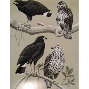  Eagles Hawks & Falcons Common Black Hawk Birds Plate