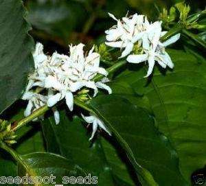 COFFEE PLANT coffea catura arabica (houseplant) 5 Seeds  