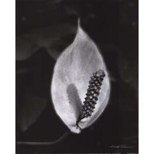  Peace Lily   Poster by Harold Silverman (8 x 10)