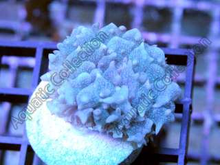 Blue Saint Thomas Mushroom Rhodactis Live Coral  