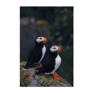   Horned Puffins, Puffins Note Card by John Warden, 5x7