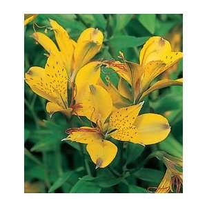  Alstroemeria Sweet Laura Patio, Lawn & Garden