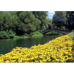  Bridge and Black eyed Susans   Peel and Stick Wall Decal 