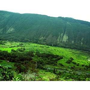  Waipio Valley from the Road, Hawaii Landscape Photograph 