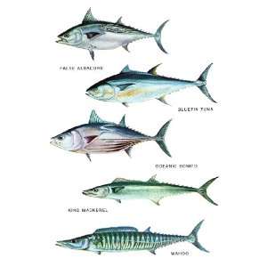 Saltwater Fish Poster, False Albacore, Bluefin Tuna, Oceanic Bonito 