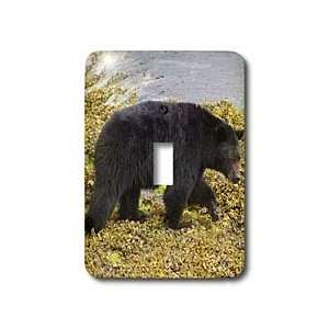  VWPics Animals   Black Bear.(Ursus americanus).Vancouver 