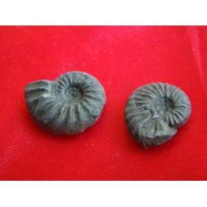 S8315 Black Ammonite Fossil Double Sided 2 pcs Healing 