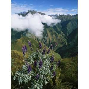  Lupine Flowers Adorn the Steep Slopes of the Vilcabamba 