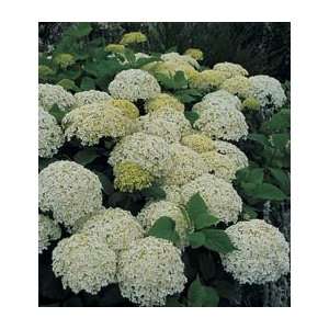  Hydrangea arborescens AnnabelleFall Shipped Patio, Lawn 