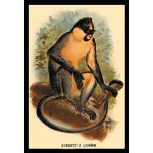  Everetts Langur 20x30 poster