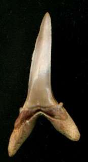 Fossil Shark Teeth  Striatolamia macrota  