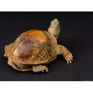  Ornate Box Turtle with a Fiberglass Shell after Being Hit 