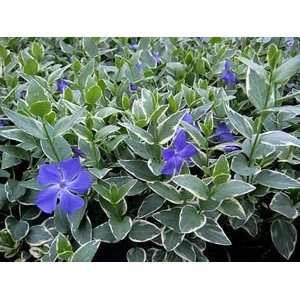  VINCA VARIEGATED / Three inch Potted Patio, Lawn 