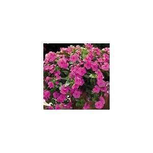  Vinca Cora® Cascade™ Lilac Seeds Patio, Lawn & Garden