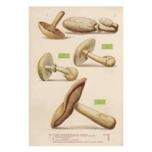  Varieties of Mushroom the Three Poisonous Items are 
