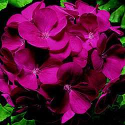 Geranium Violet Pinto Flower Seeds *Two Toned Leaves*  
