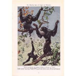   Gibbon   Cheverlange Vintage Monkey & Ape Print 